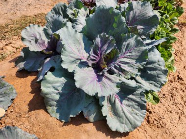 Üst görünümde yeşil lahana arkaplanı.