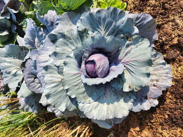 Üst görünümde yeşil lahana arkaplanı.