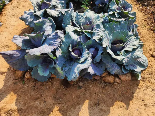 Üst görünümde yeşil lahana arkaplanı.