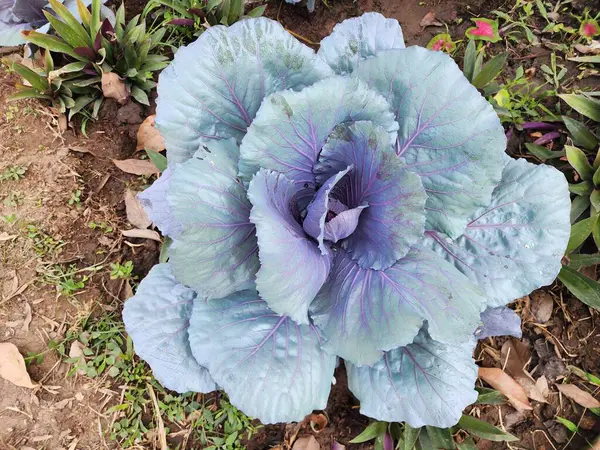 Üst görünümde yeşil lahana arkaplanı.