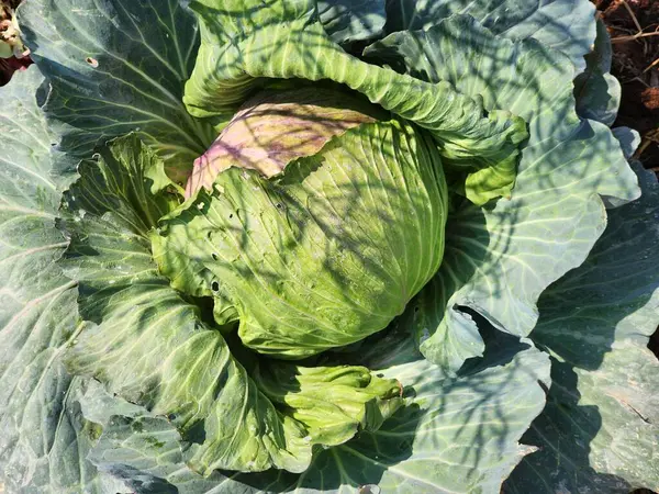 Üst görünümde yeşil lahana arkaplanı.