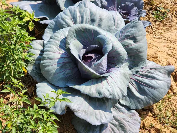 Üst görünümde yeşil lahana arkaplanı.