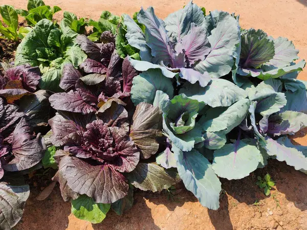 Üst görünümde yeşil lahana arkaplanı.