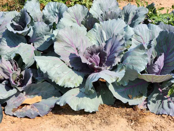 Üst görünümde yeşil lahana arkaplanı.