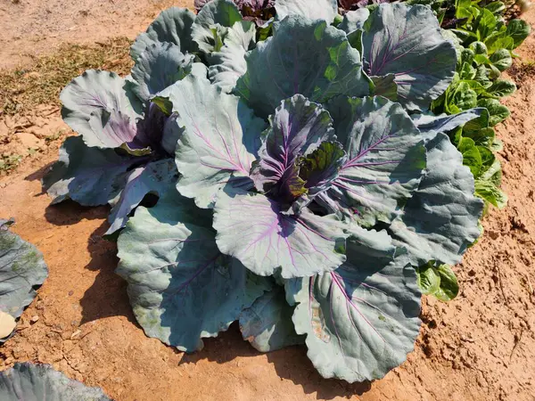 Üst görünümde yeşil lahana arkaplanı.