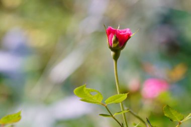 Pigme Rose çok güzel bir çiçek..