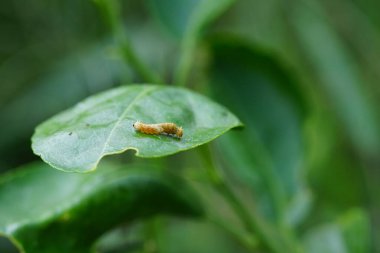 Küçük bir tırtıl limon yaprakları yiyor..