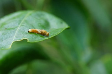 Küçük bir tırtıl limon yaprakları yiyor..