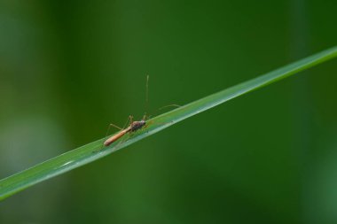 Leptocorisa oratorius tarımsal alanlarda bulundu.