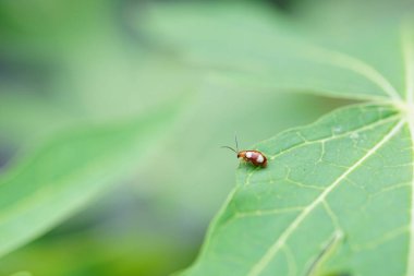 Monolepta sebze sahalarında bulunur..