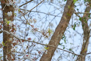 Cratoxylum formosum. Çoğu insan yaprakları sebze olarak yer..