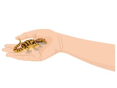 Eublepharis macularius çölün yerlisidir..