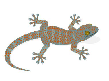 Gecko beyaz arkaplanda.