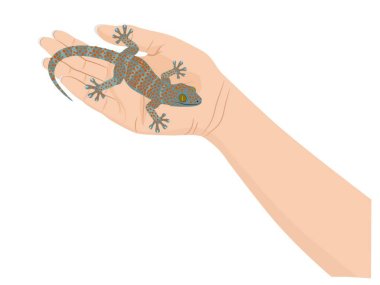 Gecko beyaz arkaplanda.