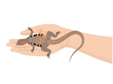 Beyaz arka planda Leiolepis ngovantrii