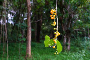 Tinospora cordifolia bitkisel ilaçlarda kullanılabilir..
