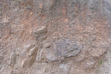 Bitkiler büyür ve doğal toprak kesimi