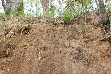 Bitkiler büyür ve doğal toprak kesimi