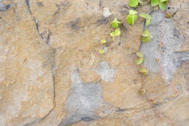 Doğal çatlak taş desenli arka plan.