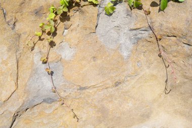 Doğal çatlak taş desenli arka plan.