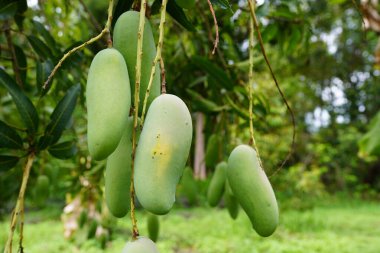 Çiğ mango meyvesi yüksek C vitamini içerir..
