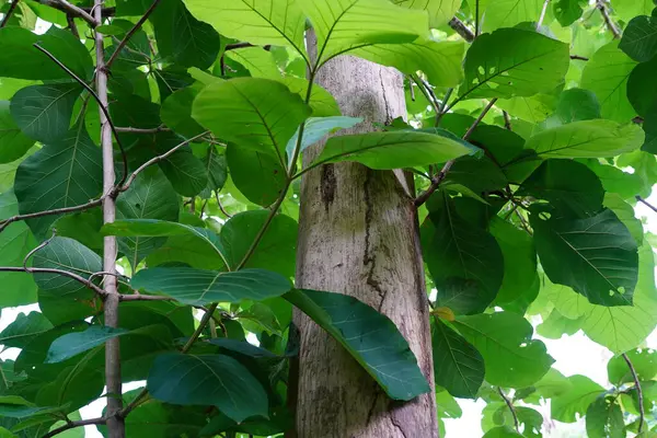 Tectona Grandis yazın büyük bir yaprak döken ağaçtır..