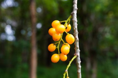 Tinospora cordifolia bitkisel ilaçlarda kullanılabilir..