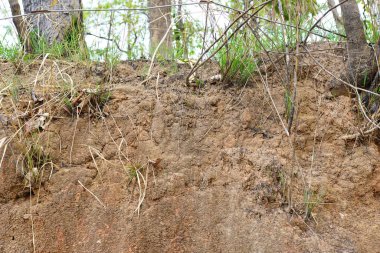 Bitkiler büyür ve doğal toprak kesimi