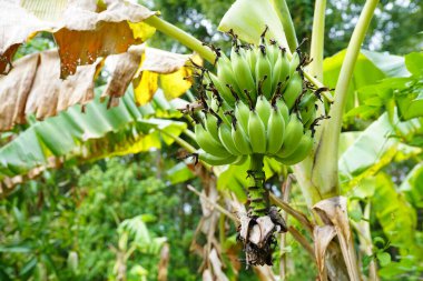 Muz ağacı meyve veriyor..