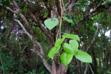 Tinospora cordifolia bitkisel ilaçlarda kullanılabilir..