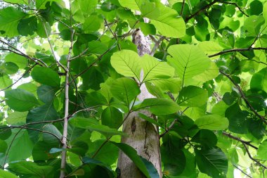 Tectona Grandis yazın büyük bir yaprak döken ağaçtır..