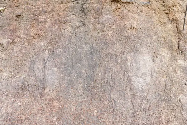 Bitkiler büyür ve doğal toprak kesimi