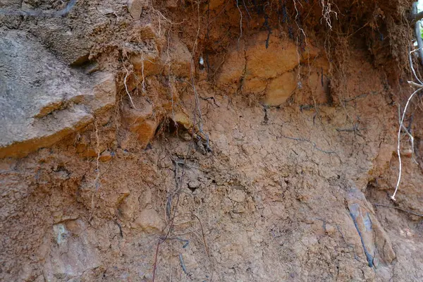 Bitkiler büyür ve doğal toprak kesimi