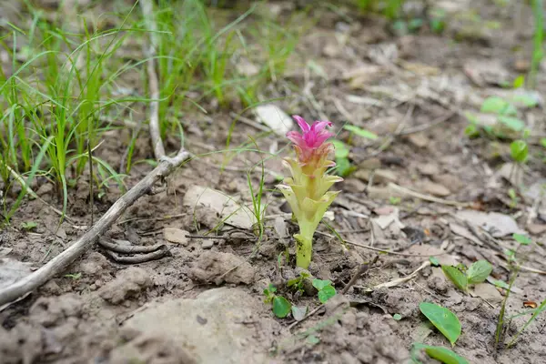 Kızıl kızıl, kızıl ailede bitkisel bir bitkidir..