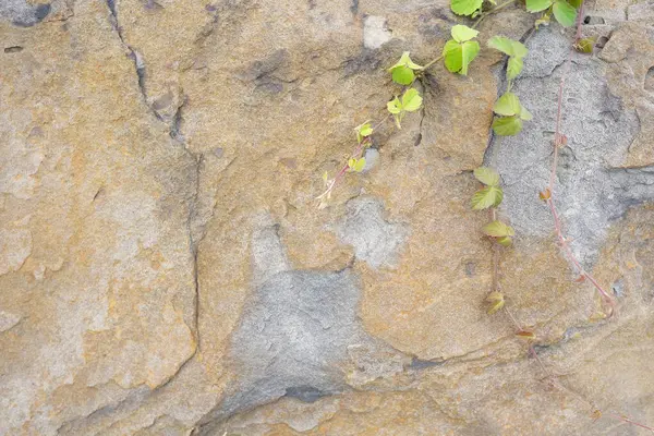 Doğal çatlak taş desenli arka plan.