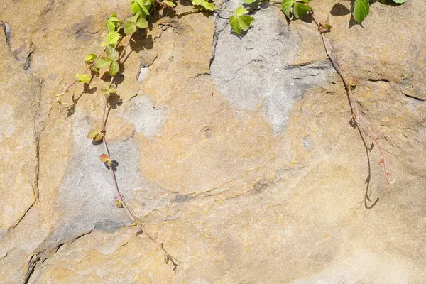 Doğal çatlak taş desenli arka plan.