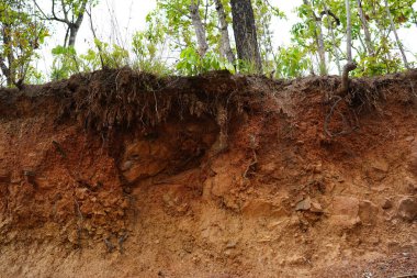 Bitkiler büyür ve doğal toprak kesimi
