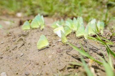Doğal ormanda kelebekler bulundu..