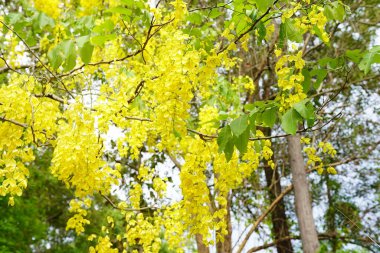 Cassia fistula Güney Asya 'da yetişen bir bitki..