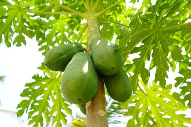 Bahçede çiğ papaya meyvesi bulundu..