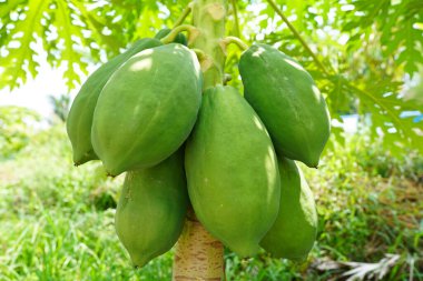 Bahçede çiğ papaya meyvesi bulundu..