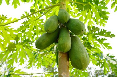 Bahçede çiğ papaya meyvesi bulundu..