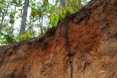 Bitkiler büyür ve doğal toprak kesimi