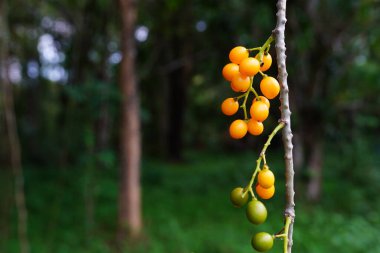 Tinospora cordifolia bitkisel ilaçlarda kullanılabilir..