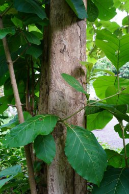 Tectona Grandis yazın büyük bir yaprak döken ağaçtır..
