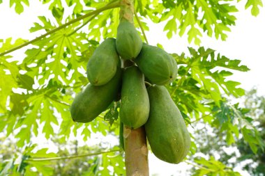 Bahçede çiğ papaya meyvesi bulundu..