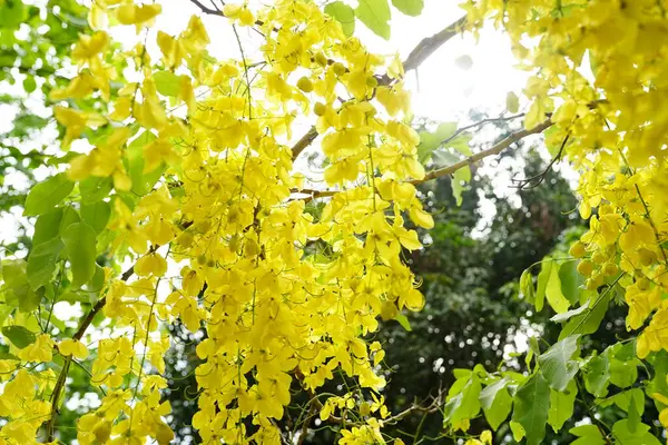Cassia fistula Güney Asya 'da yetişen bir bitki..