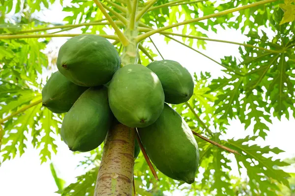 Bahçede çiğ papaya meyvesi bulundu..