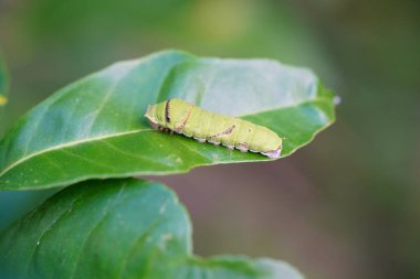 Küçük bir tırtıl limon yaprakları yiyor..