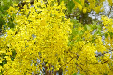 Cassia fistula Güney Asya 'da yetişen bir bitki..